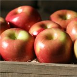 Apples for type 1 diabetes